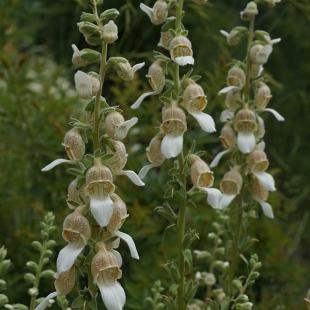 Digitalis lamarckii  @North-east Turkey